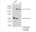 SIRT1 Antibody in Immunoprecipitation (IP)