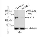 SIRT1 Antibody in Western Blot (WB)