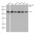 UPF1 Antibody in Western Blot (WB)