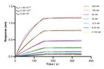 HNRNPC Antibody in Surface plasmon resonance (SPR)