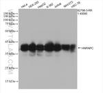 HNRNPC Antibody in Western Blot (WB)
