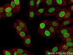 Lamin B2 Antibody in Immunocytochemistry (ICC/IF)