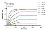 Lamin B2 Antibody in Surface plasmon resonance (SPR)