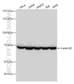 Lamin B2 Antibody in Western Blot (WB)