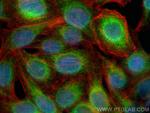 CISD2 Antibody in Immunocytochemistry (ICC/IF)