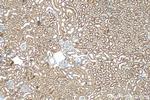 CISD2 Antibody in Immunohistochemistry (Paraffin) (IHC (P))