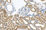 CISD2 Antibody in Immunohistochemistry (Paraffin) (IHC (P))