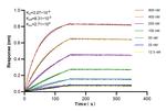 CISD2 Antibody in Surface plasmon resonance (SPR)