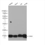 CISD2 Antibody in Western Blot (WB)