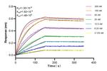 GRP94 Antibody in Surface plasmon resonance (SPR)