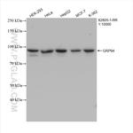 GRP94 Antibody in Western Blot (WB)
