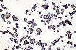 GH1 Antibody in Immunohistochemistry (Paraffin) (IHC (P))