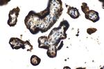 GH1 Antibody in Immunohistochemistry (Paraffin) (IHC (P))