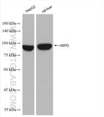 H6PD Antibody in Western Blot (WB)