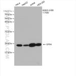 GPX4 Antibody in Western Blot (WB)