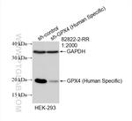 GPX4 Antibody in Western Blot (WB)