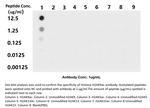 Acetyl-Histone H2A (Lys9) Antibody in Dot Blot (DB)