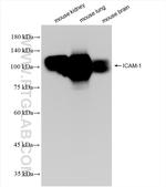 ICAM-1 Antibody in Western Blot (WB)