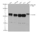 CLOCK Antibody in Western Blot (WB)