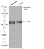 CLOCK Antibody in Western Blot (WB)
