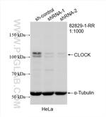 CLOCK Antibody in Western Blot (WB)