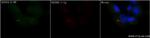 ARL13B Antibody in Immunocytochemistry (ICC/IF)