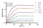 ARL13B Antibody in Surface plasmon resonance (SPR)