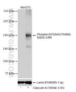 Phospho-EIF2AK4 (Thr899) Antibody in Western Blot (WB)