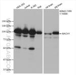 BACH1 Antibody in Western Blot (WB)