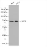 SEPT9 Antibody in Western Blot (WB)