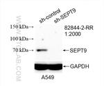 SEPT9 Antibody in Western Blot (WB)