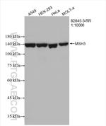 MSH3 Antibody in Western Blot (WB)