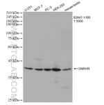 GNRHR Antibody in Western Blot (WB)
