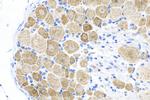 CHRNA7 Antibody in Immunohistochemistry (Paraffin) (IHC (P))