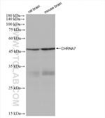 CHRNA7 Antibody in Western Blot (WB)