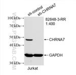 CHRNA7 Antibody in Western Blot (WB)