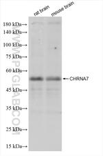 CHRNA7 Antibody in Western Blot (WB)