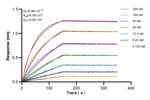 Snf1lk Antibody in Surface plasmon resonance (SPR)