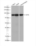 Snf1lk Antibody in Western Blot (WB)