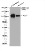Mmp9 Antibody in Western Blot (WB)