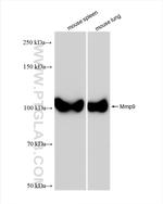 Mmp9 Antibody in Western Blot (WB)