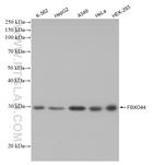 FBXO44 Antibody in Western Blot (WB)