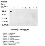 Di-Methyl-Histone H4 (Arg3) Antibody in Dot Blot (DB)