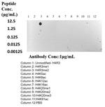 Di-Methyl-Histone H4 (Arg3) Antibody in Dot Blot (DB)