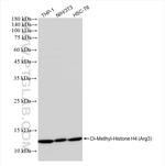 Di-Methyl-Histone H4 (Arg3) Antibody in Western Blot (WB)