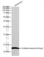 Di-Methyl-Histone H4 (Arg3) Antibody in Western Blot (WB)