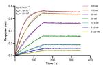 TAF15 Antibody in Surface plasmon resonance (SPR)