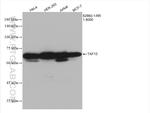 TAF15 Antibody in Western Blot (WB)
