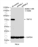 TAF15 Antibody in Western Blot (WB)