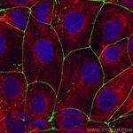 ZO-1 Antibody in Immunocytochemistry (ICC/IF)